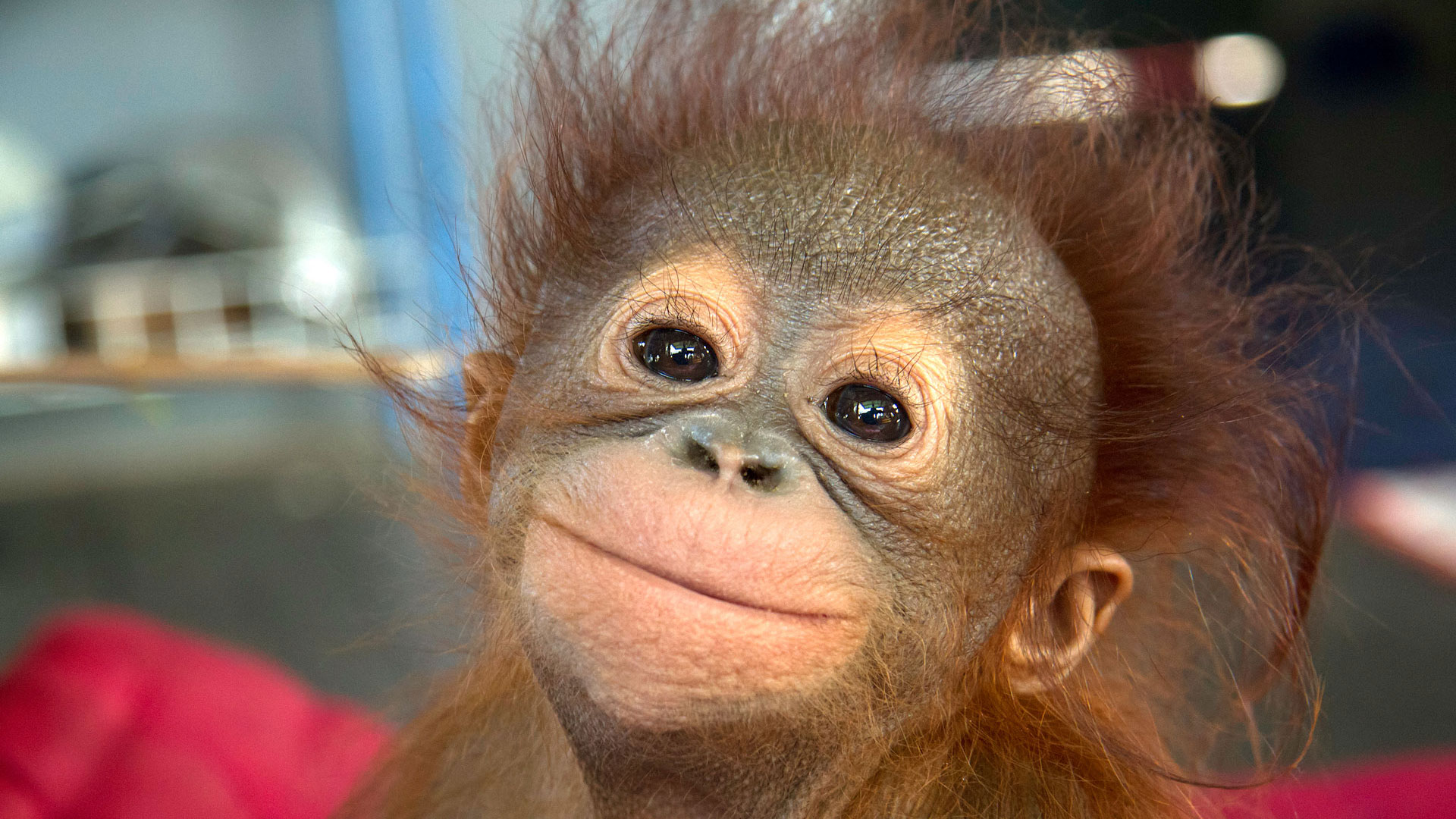 baby orangutan.jpg